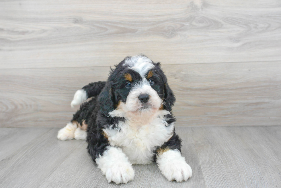 Smart Mini Bernedoodle Poodle Mix Pup