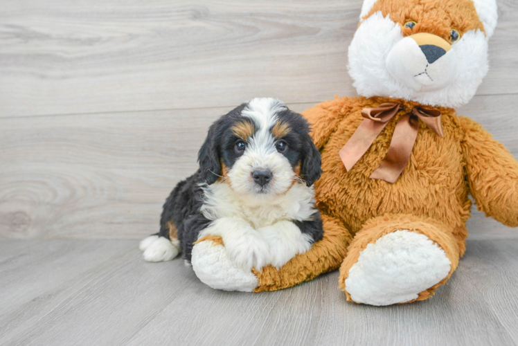 Happy Mini Bernedoodle Baby