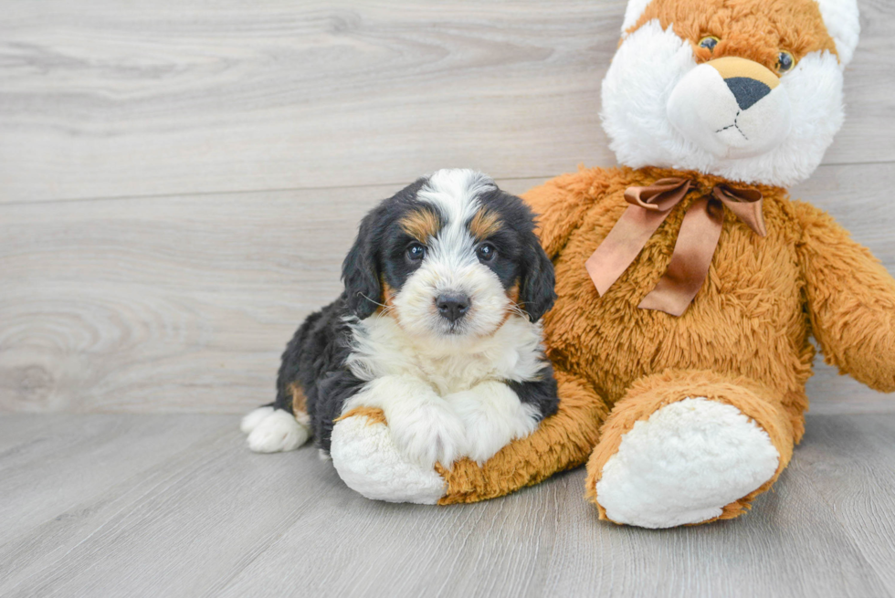 Happy Mini Bernedoodle Baby