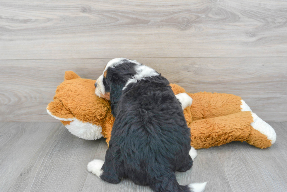 Best Mini Bernedoodle Baby