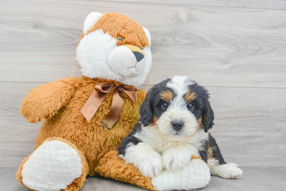 Sweet Mini Bernedoodle Baby