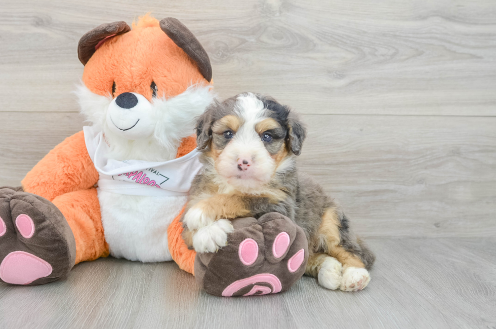 6 week old Mini Bernedoodle Puppy For Sale - Premier Pups