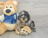 7 week old Mini Bernedoodle Puppy For Sale - Premier Pups