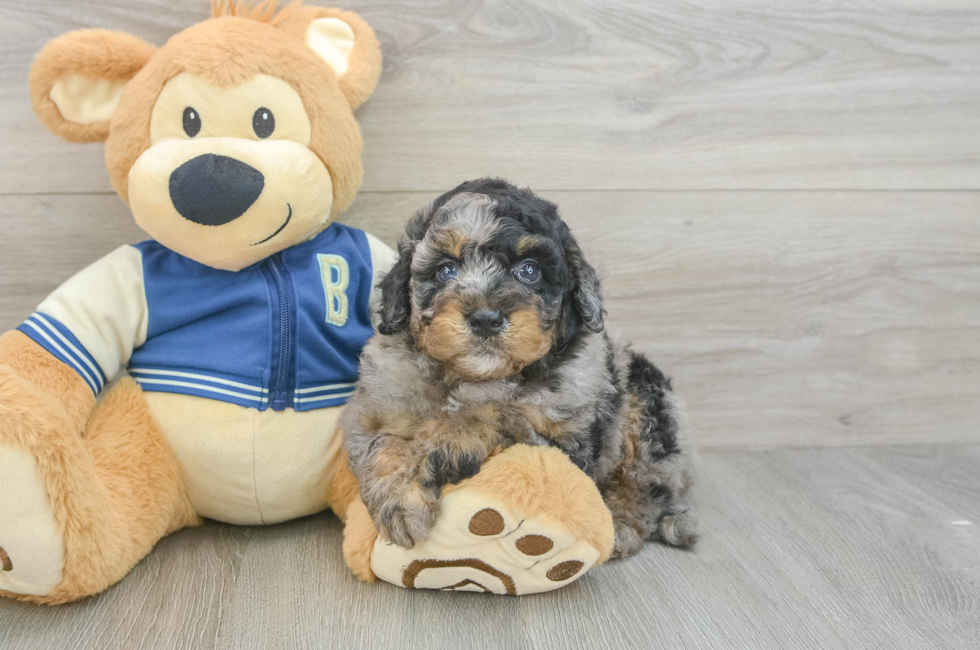 5 week old Mini Bernedoodle Puppy For Sale - Premier Pups