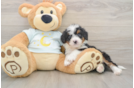 Mini Bernedoodle Pup Being Cute