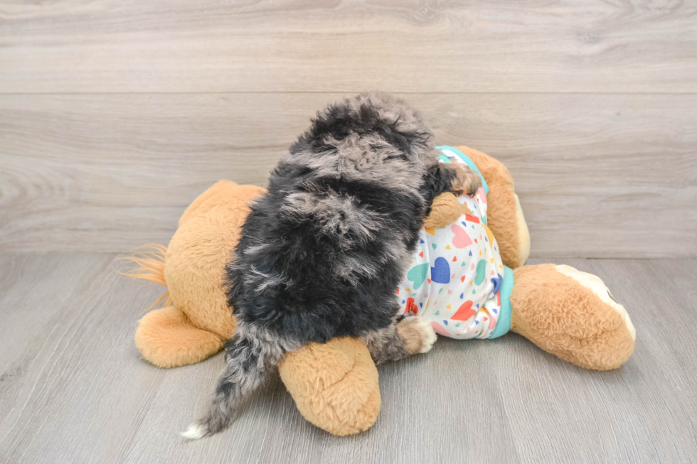 Playful Mini Berniedoodle Poodle Mix Puppy