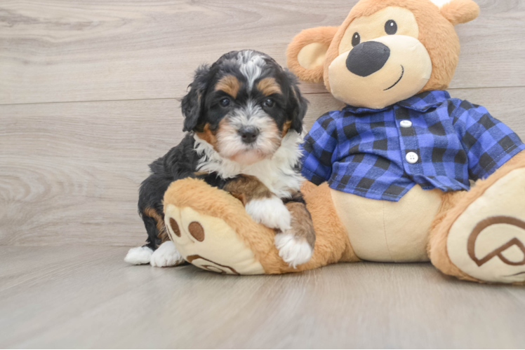 Happy Mini Bernedoodle Baby