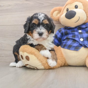 Happy Mini Bernedoodle Baby