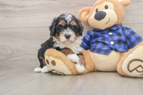 Happy Mini Bernedoodle Baby