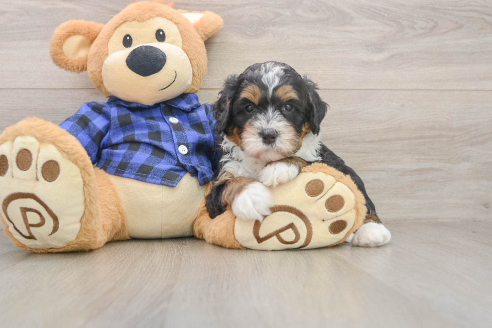 Mini Bernedoodle Puppy for Adoption