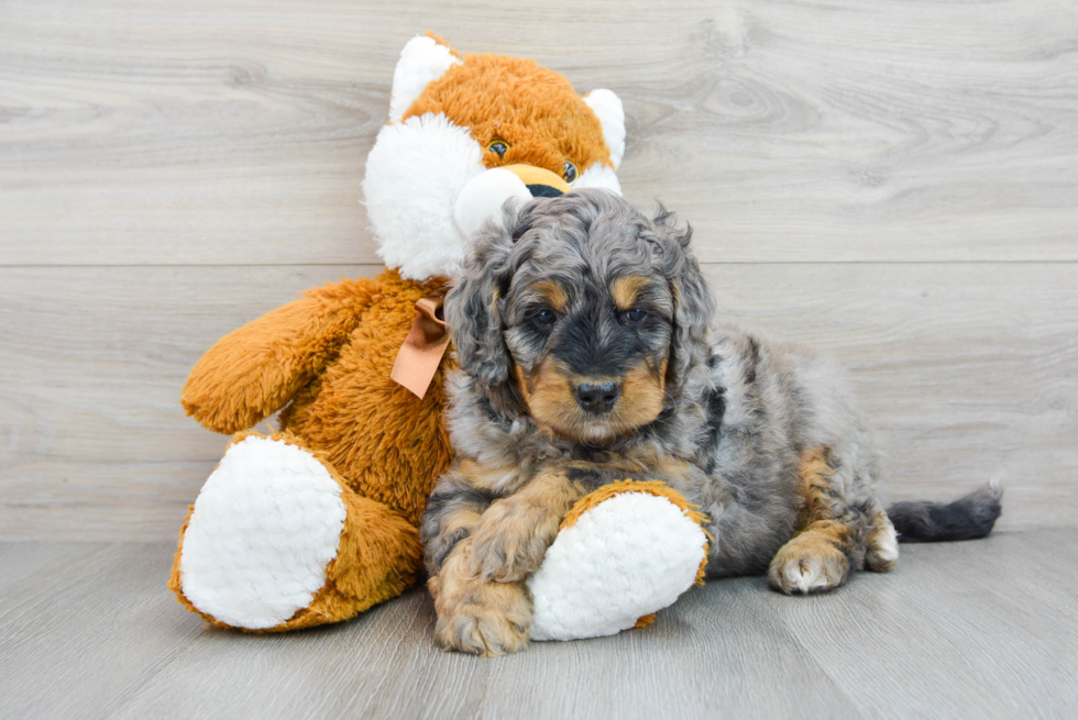 Smart Mini Bernedoodle Poodle Mix Pup