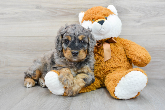 Sweet Mini Bernedoodle Baby