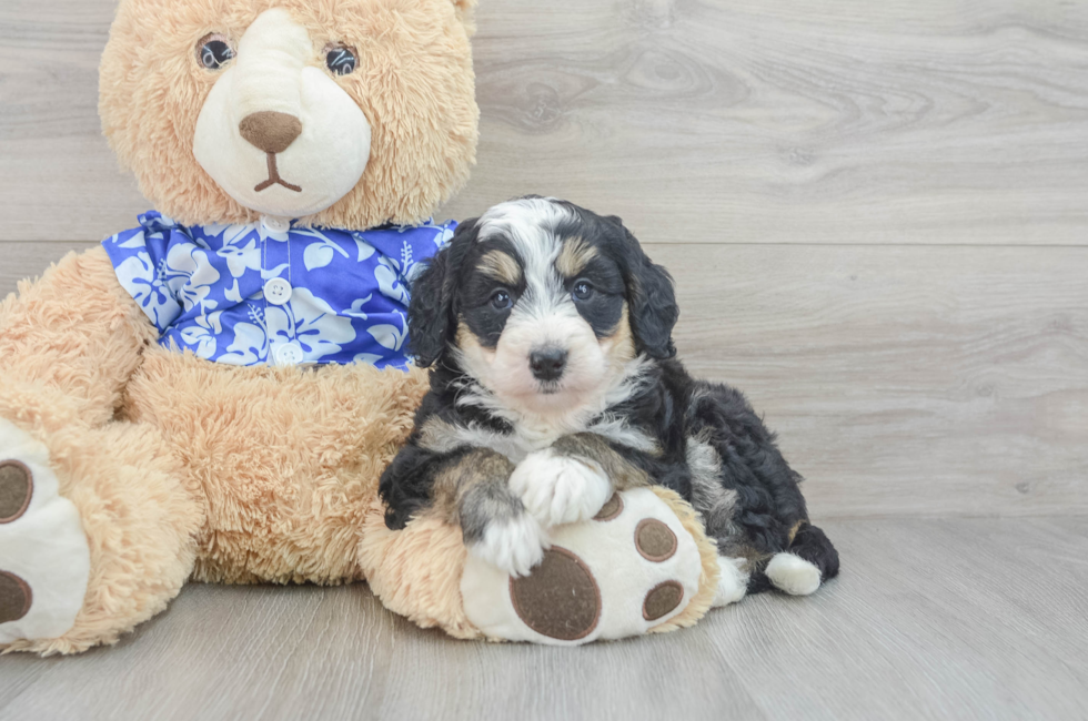 cuanto cuesta un bernedoodle miniatura