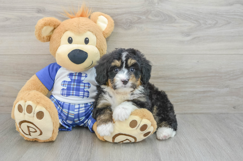 6 week old Mini Bernedoodle Puppy For Sale - Premier Pups