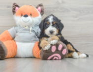 7 week old Mini Bernedoodle Puppy For Sale - Premier Pups