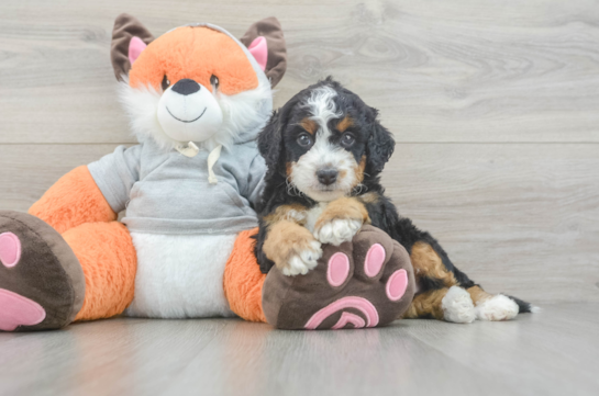 Mini Bernedoodle Pup Being Cute