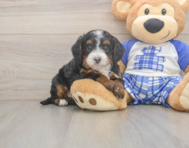 6 week old Mini Bernedoodle Puppy For Sale - Premier Pups