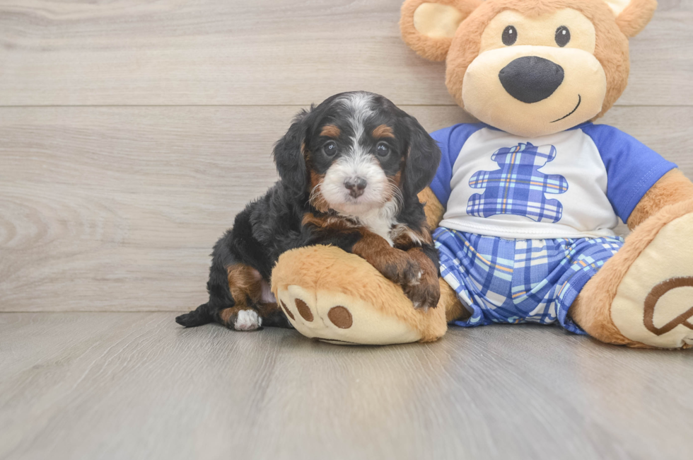 5 week old Mini Bernedoodle Puppy For Sale - Premier Pups