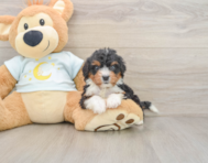 8 week old Mini Bernedoodle Puppy For Sale - Premier Pups