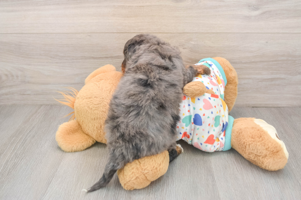 Mini Bernedoodle Pup Being Cute