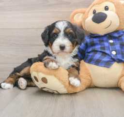 5 week old Mini Bernedoodle Puppy For Sale - Premier Pups
