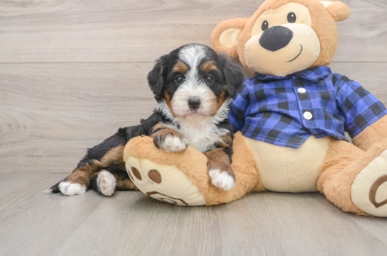 Smart Mini Bernedoodle Poodle Mix Pup