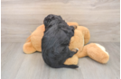 Small Mini Bernedoodle Baby
