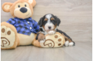 Mini Bernedoodle Pup Being Cute