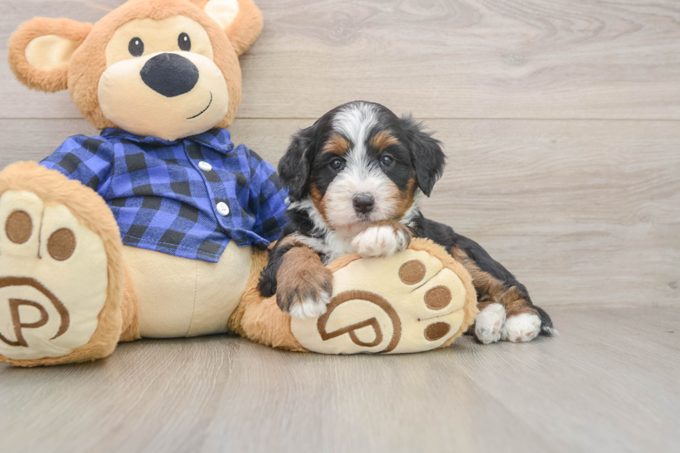 Mini Bernedoodle Pup Being Cute