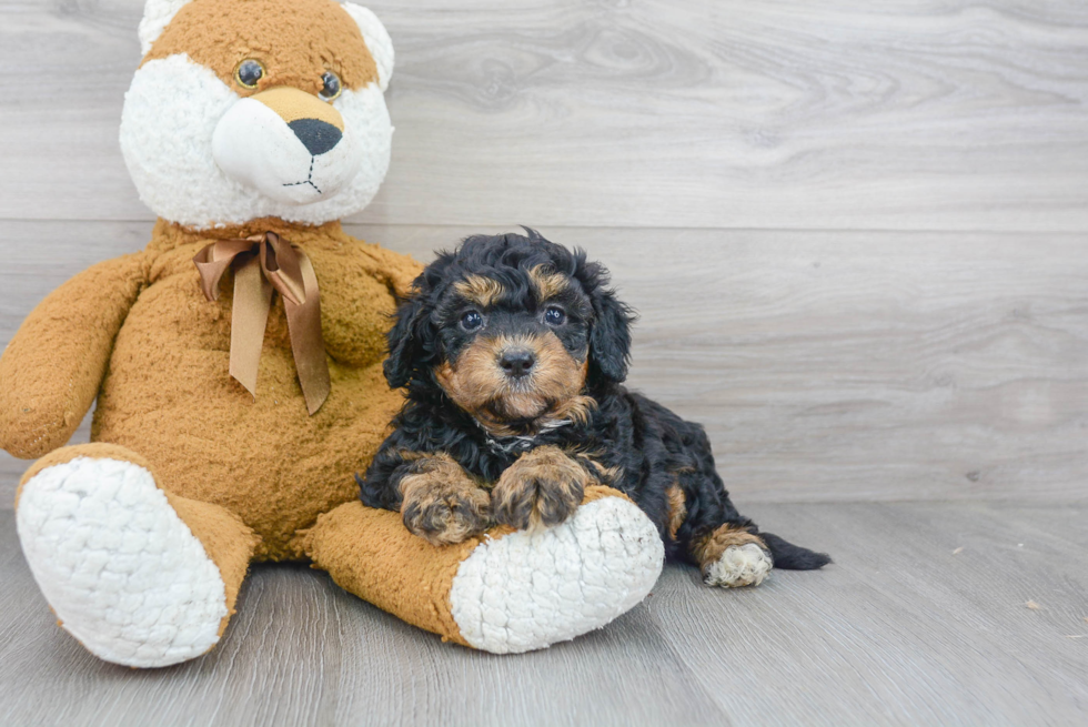 Mini Bernedoodle Puppy for Adoption