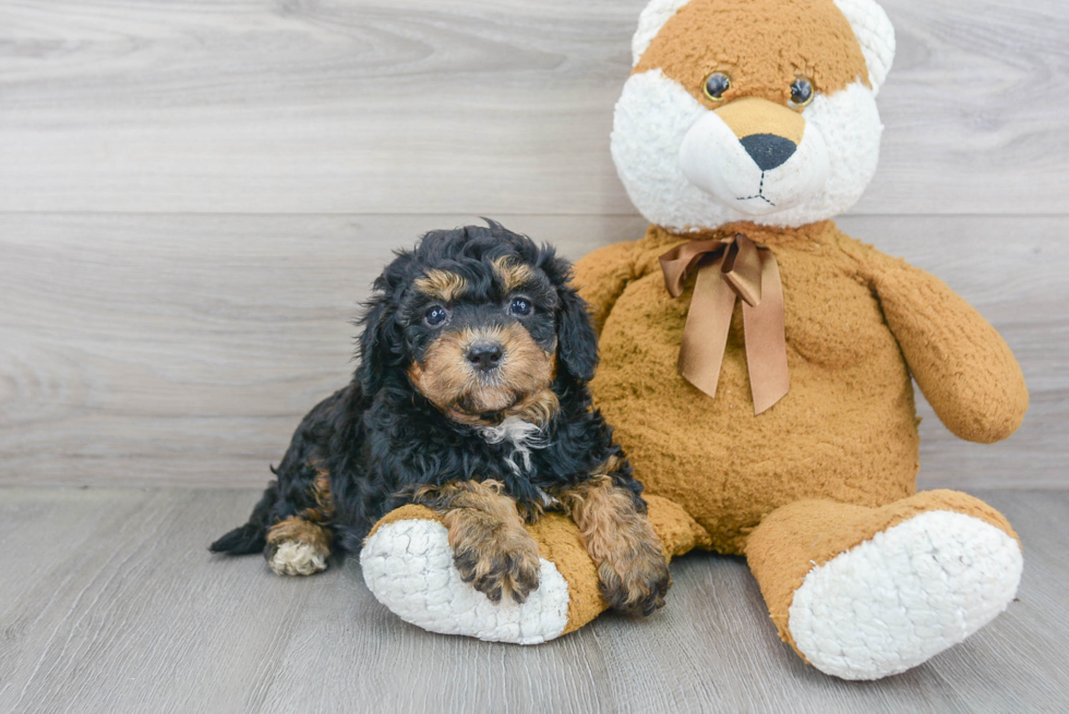 Smart Mini Bernedoodle Poodle Mix Pup