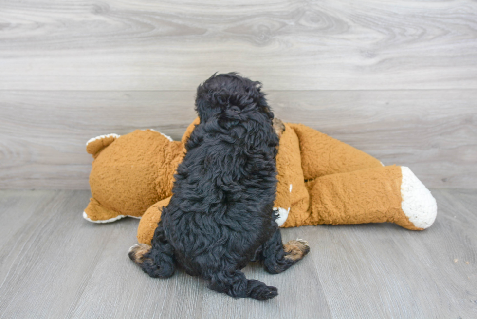 Mini Bernedoodle Pup Being Cute