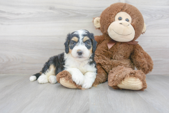 Mini Bernedoodle Pup Being Cute