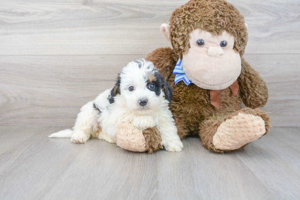 Playful Bernadoodle Poodle Mix Puppy