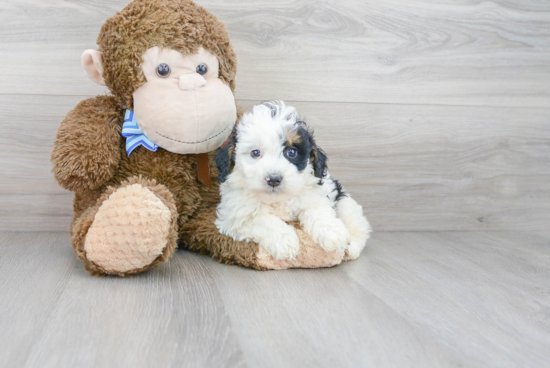 Little Bernadoodle Poodle Mix Puppy