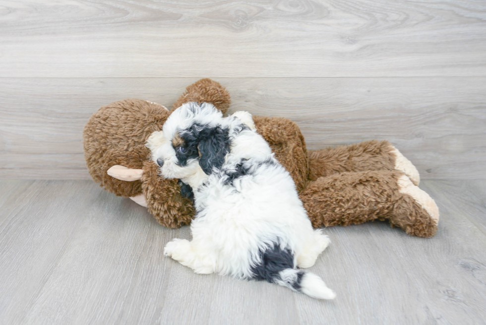 Small Mini Bernedoodle Baby