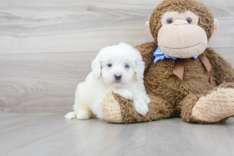 Mini Bernedoodle Pup Being Cute