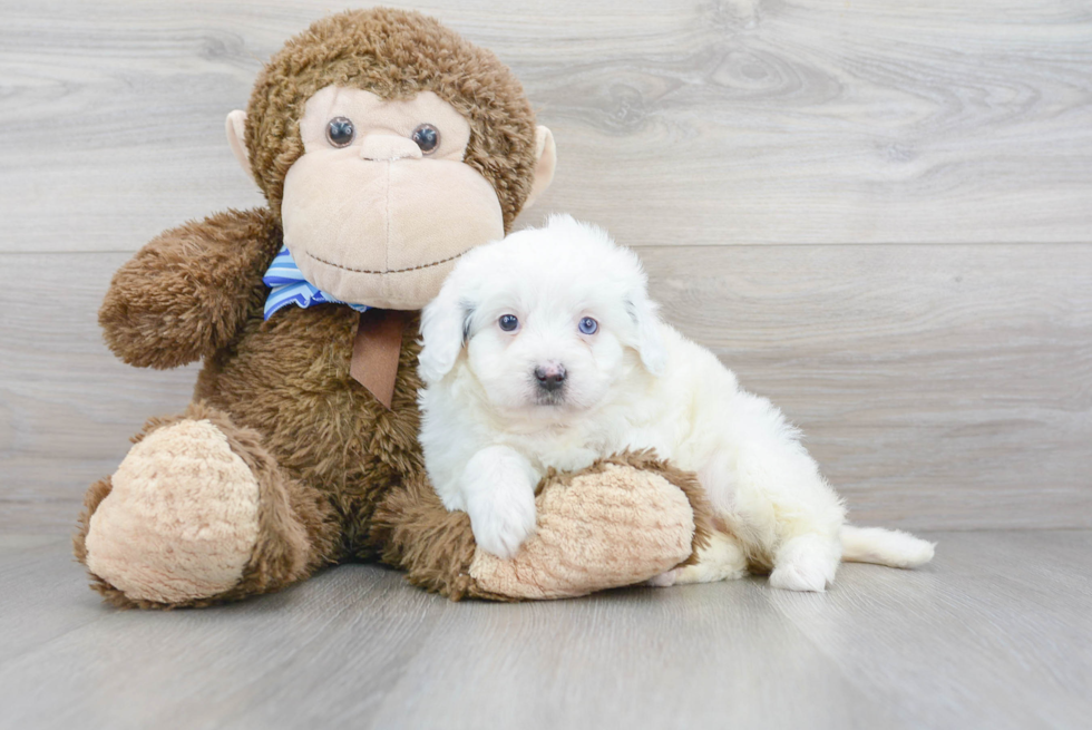 Energetic Mini Berniedoodle Poodle Mix Puppy