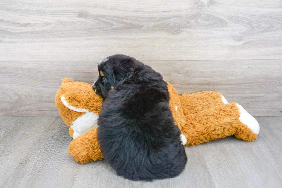 Friendly Mini Bernedoodle Baby