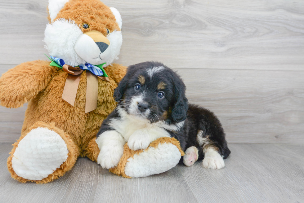 Funny Mini Bernedoodle Poodle Mix Pup