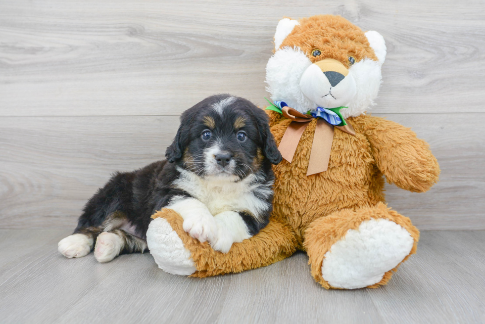 Playful Mini Berniedoodle Poodle Mix Puppy