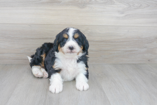 Popular Mini Bernedoodle Poodle Mix Pup