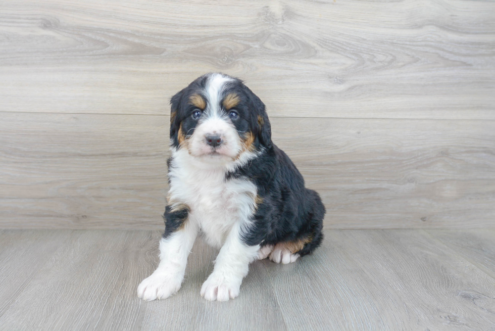 Best Mini Bernedoodle Baby