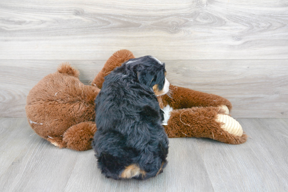 Mini Bernedoodle Pup Being Cute