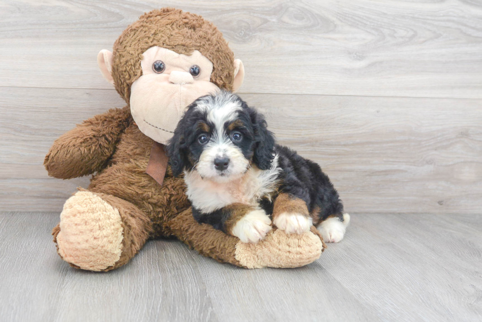 Popular Mini Bernedoodle Poodle Mix Pup