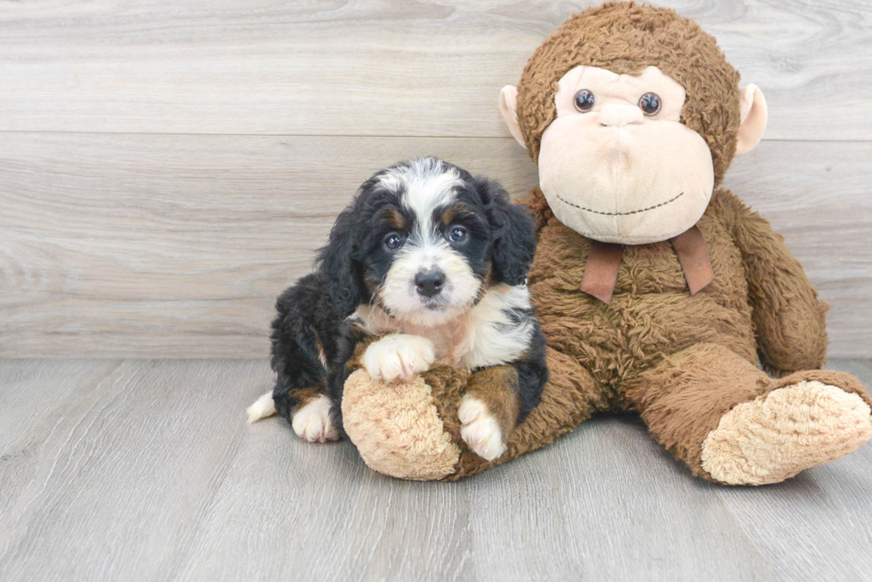 Mini Bernedoodle Puppy for Adoption