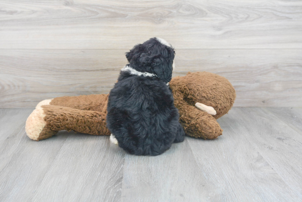 Happy Mini Bernedoodle Baby