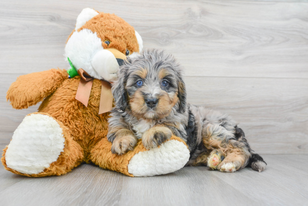 Best Mini Bernedoodle Baby