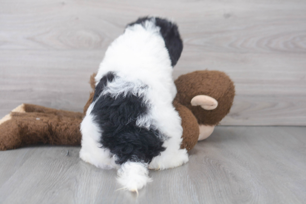 Best Mini Bernedoodle Baby