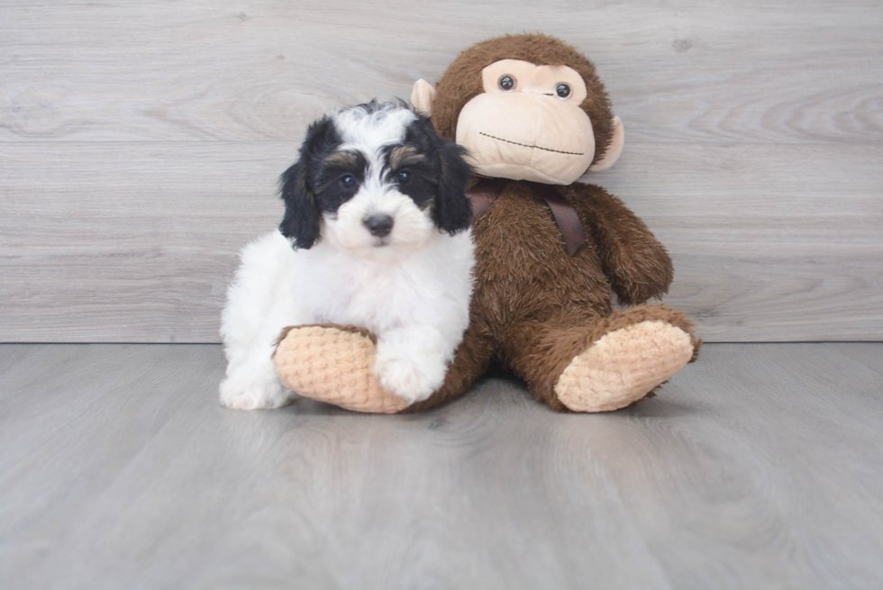 Energetic Bernadoodle Poodle Mix Puppy